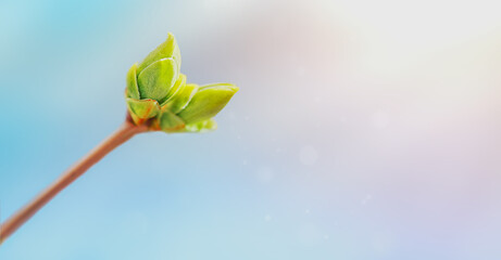 spring delicate blue-pink background with a twig of a tree ready to open the first leaves