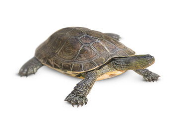 Fototapeta premium turtle is isolated on a white background