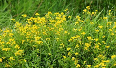 Water horseradish (Rorippa) grows in nature