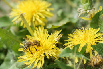 Bee collecting pollen from dandelion flower