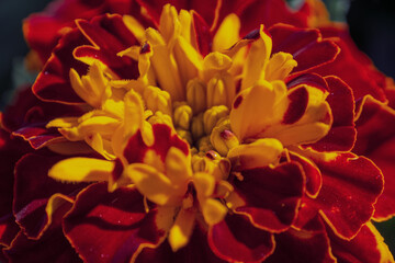 Macro photography of bright colors filled with rich shades that emphasize their beauty and the...