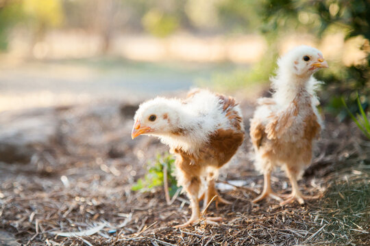 Month old chicks free range in the afternoon light
