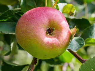 Apples on a branch: fresh, ripe fruits with bright flowers, ideal for autumn still life and fruit compositions.