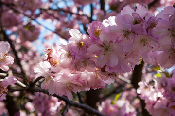 Fototapeta premium Selective focus of beautiful branches of pink Cherry blossoms or sakura on the tree under blue sky, Beautiful flowers during spring season in the park, Nature flower spring background.