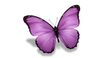 Purple Butterfly with Open Wings on White Background