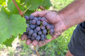 Farmer Harvesting Grapes with Dirt on Hands Against Greenery  