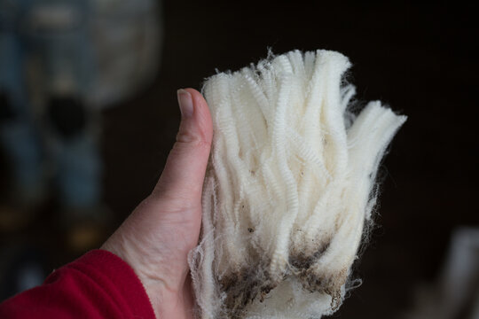 Hand holding a piece of wool fleece shorn from a crossbred sheep