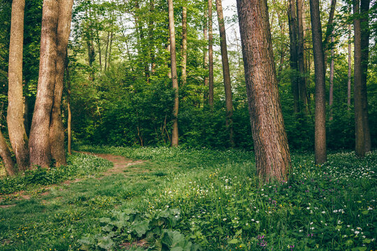 Spring forest clearing with vibrant greenery and sun-dappled light