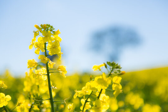 大割引 Canola Flowers Images – Browse 121,637 Stock Photos, Vectors 航空機・ヘリコプター