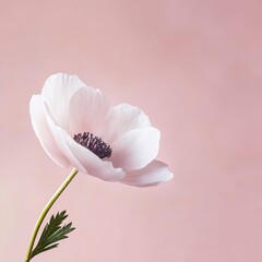 Obraz premium Delicate Anemone Elegance: A Soft Floral Portrait Against a Pastel Backdrop