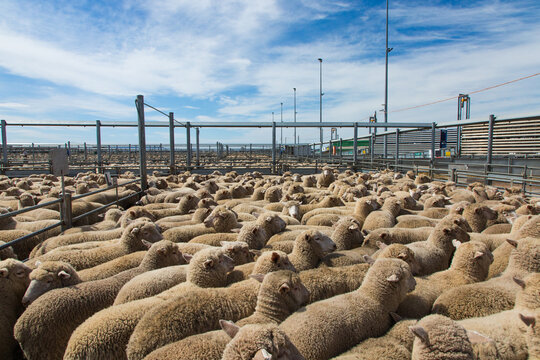 Lambs in a saleyard pen at a livestock auction at forbes