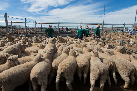 Lambs in a saleyard pen at a livestock auction at forbes
