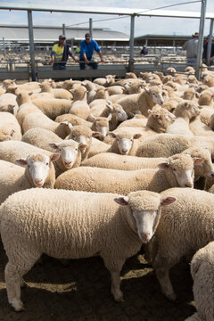 Lambs in a saleyard pen at a livestock auction at forbes