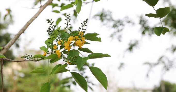 Bright yellow Padauk flowers with buds are in full bloom on the tree and swaying beautifully in the morning breeze. (Pterocarpus macrocarpus) For the Myanmar water festival (Thingyan).