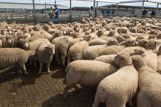 Lambs in a saleyard pen at a livestock auction at forbes