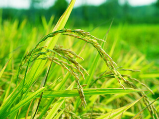 Golden rice plants in the field during harvest season, ripe rice grains under natural sunlight,...