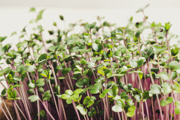 Microgreens: cultivation, benefits and macronutrients. Healthy food with high nutritional value and taste.