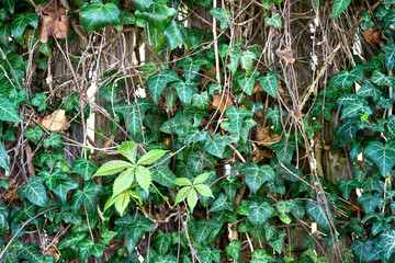 Dense wall of ivy leaves and dry vines growing over a wooden fence, creating a natural and rustic green background.