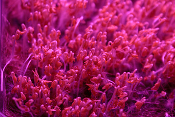 Microgreens under special ultraviolet light that stimulates the growth and development of plants in urban farming.