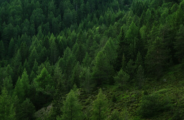 Mountain forest, evergreen fir and pine trees background