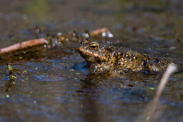 frog in the pond