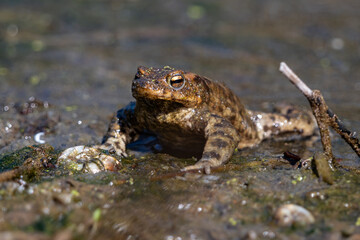 frog in the pond