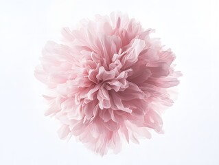 Naklejka premium Delicate pink flower burst studio fine art minimalist close-up elegance and beauty in nature
