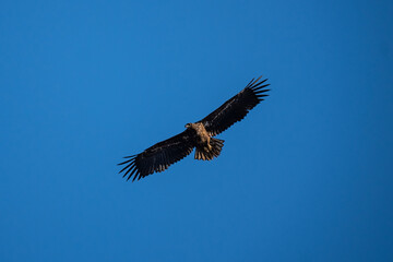 bald eagle in flight