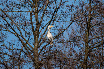 bird on tree, heron