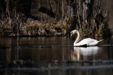 swans on the lake