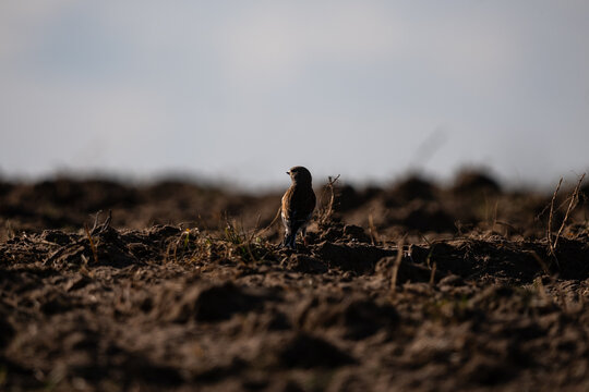 The whinchat (Saxicola rubetra)