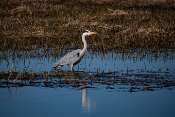 great blue heron in the marsh
