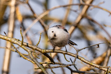 The long-tailed tit (Aegithalos caudatus)