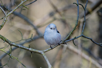 The long-tailed tit (Aegithalos caudatus)