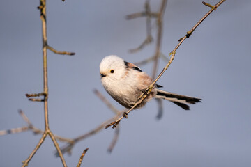 The long-tailed tit (Aegithalos caudatus)