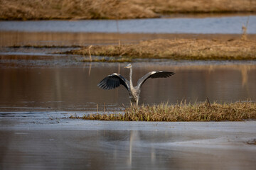 Grey Heron
Ardea cinerea