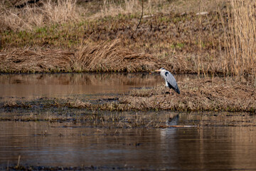 great blue heron ardea cinerea