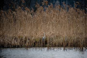 great blue heron ardea cinerea