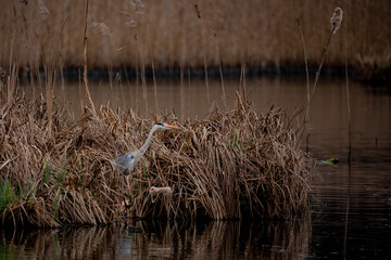 Fototapeta premium great blue heron in a swamp