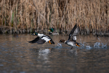 Fototapeta premium Goldeneye bird - Bucephala clangula