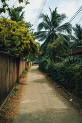 Fototapeta premium Peaceful scene of a residential pathway in Sri Lanka, bordered by lush greenery, palm trees, and sunny skies, capturing the essence of a tropical climate in a serene environment.