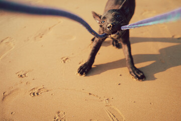 A playful black puppy enthusiastically interacts with a rope on a sandy beach, creating lively and...