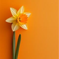 Fototapeta premium Elegant daffodil blossom against a vibrant backdrop, spring blossom concept