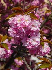 Cherry tree in full bloom, Geneva