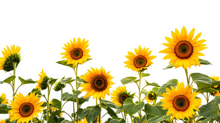 Fototapeta premium A field of yellow sunflowers with a white background