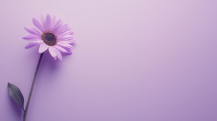 Elegant single lilac daisy on soft pastel background conveys peaceful serenity