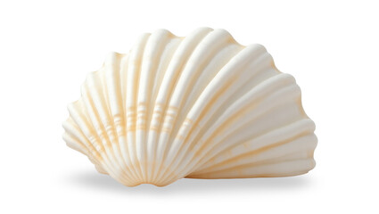 White Elegant Sea Jacobean Scallop Shell Isolated on Transparent Background
