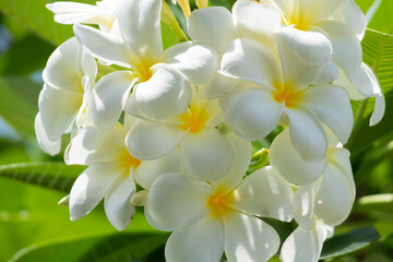 White Frangipani flower Plumeria alba with green leaves