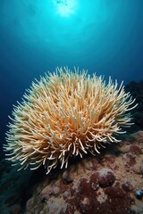 Coral reef underwater landscape with vibrant colors sunlight
