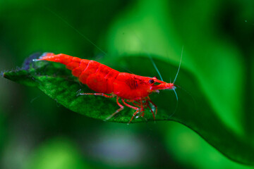 A green beautiful planted tropical freshwater aquarium with fishes and shrimps.Cherry dwarf shrimp stay on green leaf of water plant in fresh water aquarium tank